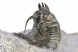 Alien-Looking Quadrops Trilobite - Fantastic Preparation #382871-5